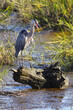 © Mark - Great blue heron perched on log in saltwater marsh swamp.