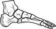 © Zubair - Foot bones illustration showing anatomy of human foot