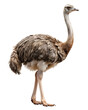 © Shahidul - Majestic ostrich standing tall isolated on transparent background, showcasing feathers and long neck in full detail