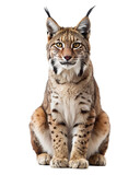 Majestic lynx sitting upright with alert expression, isolated on transparent background