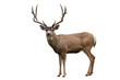 © Bird's Eye Studio - Mule deer buck standing alert with wide antlers and white tail patch