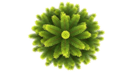 Top view of a vibrant green fir tree branch, isolated on transparent background