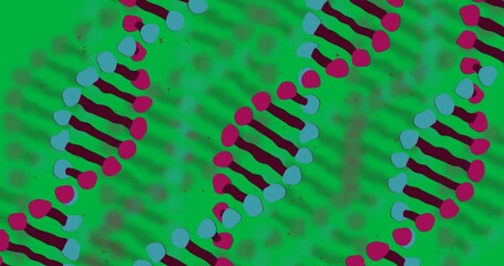 Wall Mural - Animation of macro 3d blue and pink dna strand spinning over transparent background