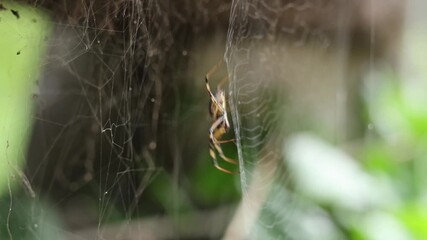 Brown garden spider patiently hanging intricate web. Delicate arachnid thrives amidst green foliage outdoors. Fascinating wildlife nature predator, yellow black striped hunter, spinning complex silk