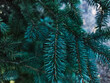 © Victoria - Close-up of green fir tree needles, natural evergreen branch, ideal for winter or holiday themes.