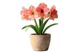 Amaryllis in a terracotta pot on transparent background