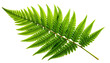 © apan - Single green fern frond leaf isolated on white background.