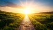© brogar - Sunrise Pathway Through Lush Grass