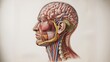 © Johura - Anatomical Illustration of Human Head and Neck Anatomy