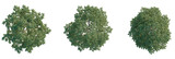 Prunus avium Tree plan, top view, cutout, transparent background, isolate, Vibrant green deciduous trees from above, perfect for landscape design