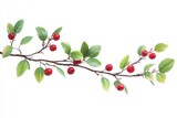 Branch with red berries and green leaves on white background ideal for organic branding and packaging design