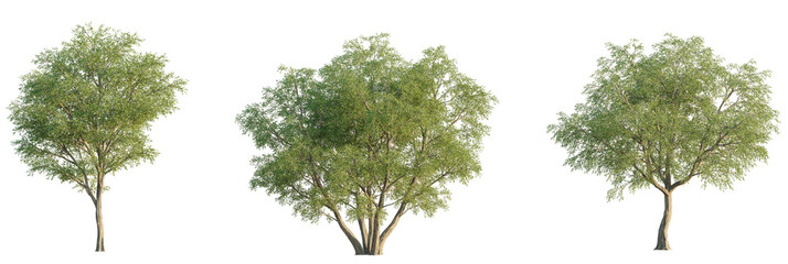 Salix matsudana  tree cutout, front view, transparent background, isolate, Vibrant green leafy trees isolated for nature scene creation and design
