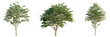 © DH Tree Stock - Firmiana simplex  tree cutout, front view, transparent background, isolate, Lush green trees with detailed bark and foliage, perfect for design