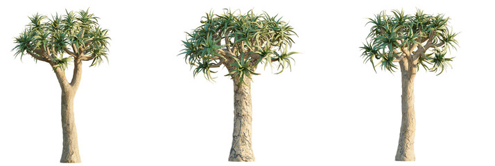 Aloe dichotoma  tree cutout, front view, transparent background, isolate, Unique quiver tree isolated for impactful natural design projects