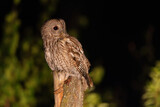Puszczyk (Strix aluco)