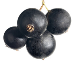 Wall Mural - bunch of isolated large black currant berries