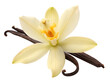 © abbhai - vanilla pods and flower PNG Cutout