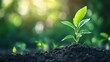 © Molly P - Fresh Green Plant Growing Out of Dark Soil in Sunlit Garden