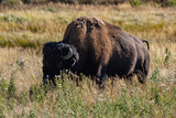The American bison ( Bison bison ), American buffalo, or simply buffalo. near Seven Mile Bridge, Madison River. West Entrance Road, Yellowstone National Park , Wyoming.