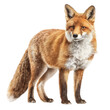 © FAHIMA - Realistic portrait of a red fox isolated on transparent background, Clipart png