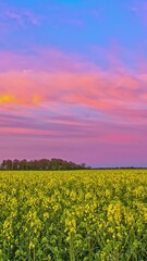 Wall Mural - Beautiful pink sunset over yellow flowers field. Vertical Time lapse