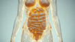 © Pep - Digital CGI image of a transparent, glass-like human torso with a focus on the internal organs. The torso is centered against a light blue background. The glass-like texture is smooth and slightly