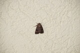 Pyramideneule Amphipyra pyramidea 1742568026