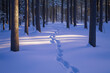 © Lena - Snowy forest pathway with footprints in tranquil winter light