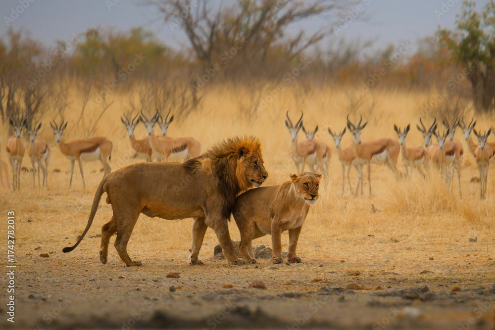 Lion and lioness mating - Panthera leo king of the animals. biggest ...