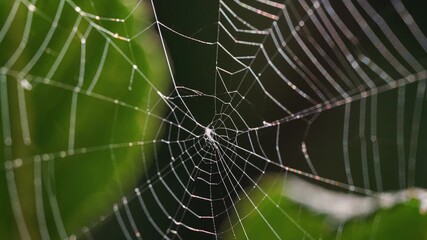 Close-up of a delicate spider web with dew drops in soft green light nature macro