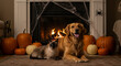 © Farhan - A festive halloween scene with a golden retriever and a siamese cat posing by a warm, cozy fireplace surrounded by pumpkins