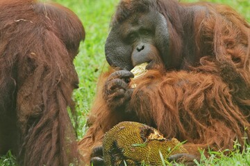 Wall Mural - an orangutan is seen sitting on the grass while eating jackfruit