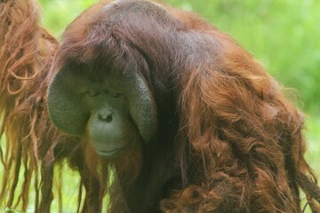 Wall Mural - There was an orangutan sitting in the grass with a sad face