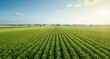 © arif - Aerial view of symmetrical green fields under a bright, sunny sky