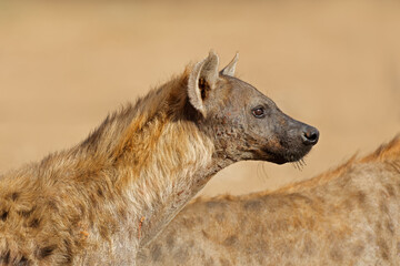 Wall Mural - Portrait of an alert spotted hyena (Crocuta crocuta), Kalahari desert, South Africa