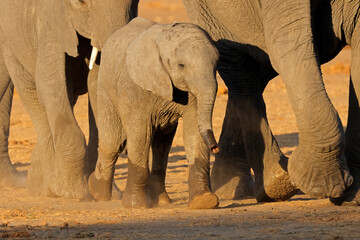 Wall Mural - A young African elephant (Loxodonta africana) walking with herd, Chobe National Park, Botswana
