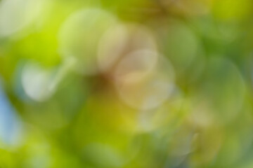 Wall Mural - Blurred background of green nature in the garden in summer. Bokeh