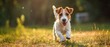 © Alexei - A small dog is happily running through a lush grassy field