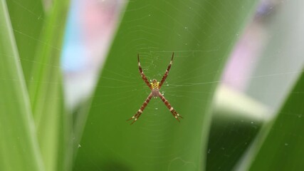 Camera zooms out on a spider making a nest among the broad leaves in a garden.