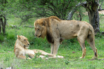 Wall Mural - Lion (Panthera leo) love couple spending several days together in Kruger National Park in South Africa