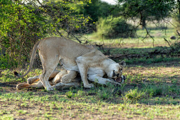Wall Mural - Lion (Panthera leo) love couple spending several days together in Kruger National Park in South Africa