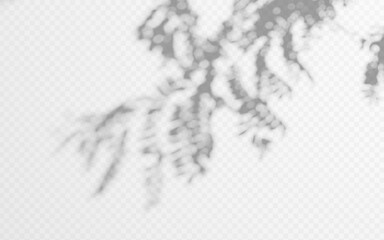 Wall Mural - shadow overlay from tree branch on a transparent background.