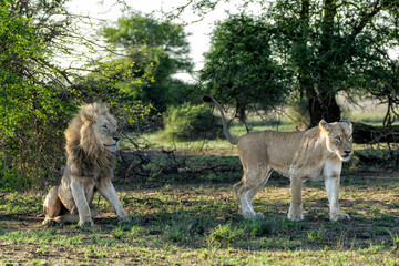 Wall Mural - Lion (Panthera leo) love couple spending several days together in Kruger National Park in South Africa