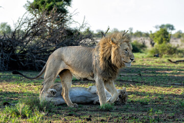 Wall Mural - Lion (Panthera leo) love couple spending several days together in Kruger National Park in South Africa