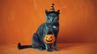© Gul Ahmad Artworks - Halloween cat witch costume with pumpkin bucket spooky holiday pet photography stock image free download