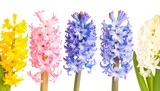 Vibrant hyacinths in various pastel colors