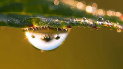 Closeup of a single dewdrop reflecting the surrounding environment clinging to the edge of a vibrant green leaf in the soft morning light showcasing the intricate beauty of natures tiny details.