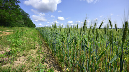 Wall Mural - spikelets. Fresh green young unripe juicy spikelets of wheat on a blurred green field. Oats, rye, barley. harvest in spring or summer, closeup of a field. agricultural field, agriculture, farmland