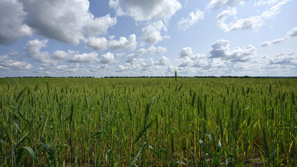 Wall Mural - spikelets. Fresh green young unripe juicy spikelets of wheat on a blurred green field. Oats, rye, barley. harvest in spring or summer, closeup of a field. agricultural field, agriculture, farmland
