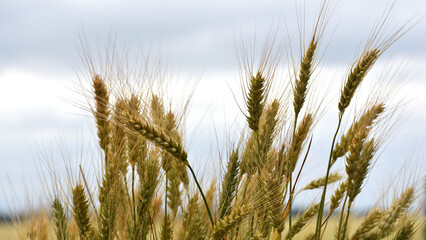 Wall Mural - spikelets of golden wheat in the field. Ripe big golden ears of wheat on a yellow background of the field. nature. The idea of a rich summer harvest, agriculture, agro-industrial complex for food.